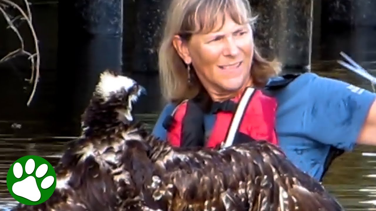 Osprey Swims Right up to a Kayaker and Asks For Help