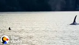 Otter Jumps On Guy’s Boat To Escape Orca