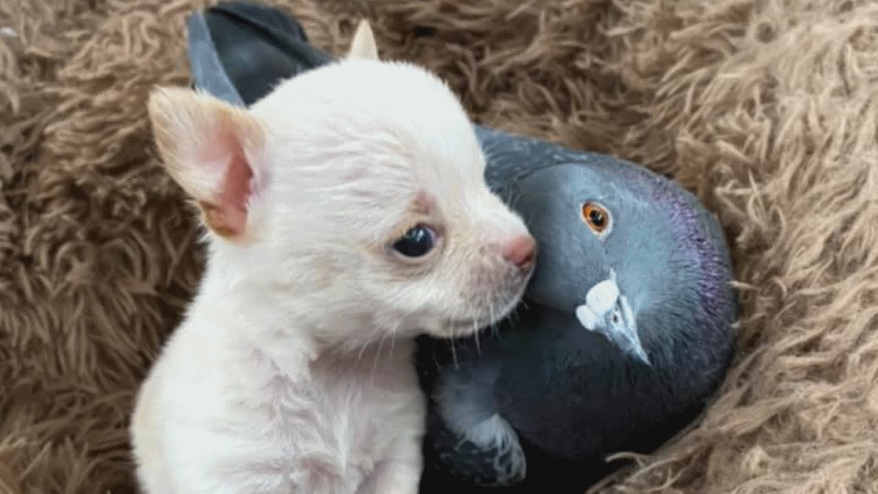 Pigeon Unable to Fly Becomes a Dog