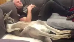 Rescue Kanga-Dog Insists on Daily Couch Cuddles