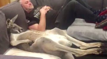 Rescue Kanga-Dog Insists on Daily Couch Cuddles