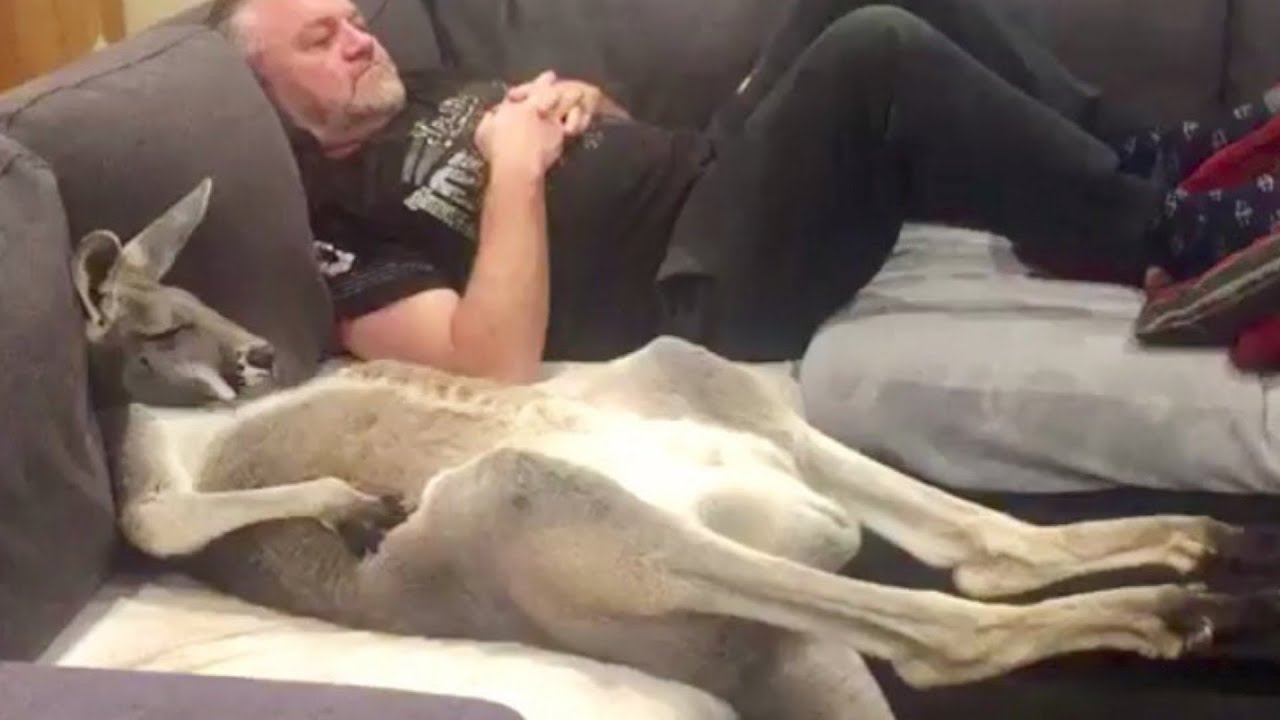 Rescue Kanga-Dog Insists on Daily Couch Cuddles