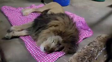 Rescue Lion Would Get Nervous During Storms