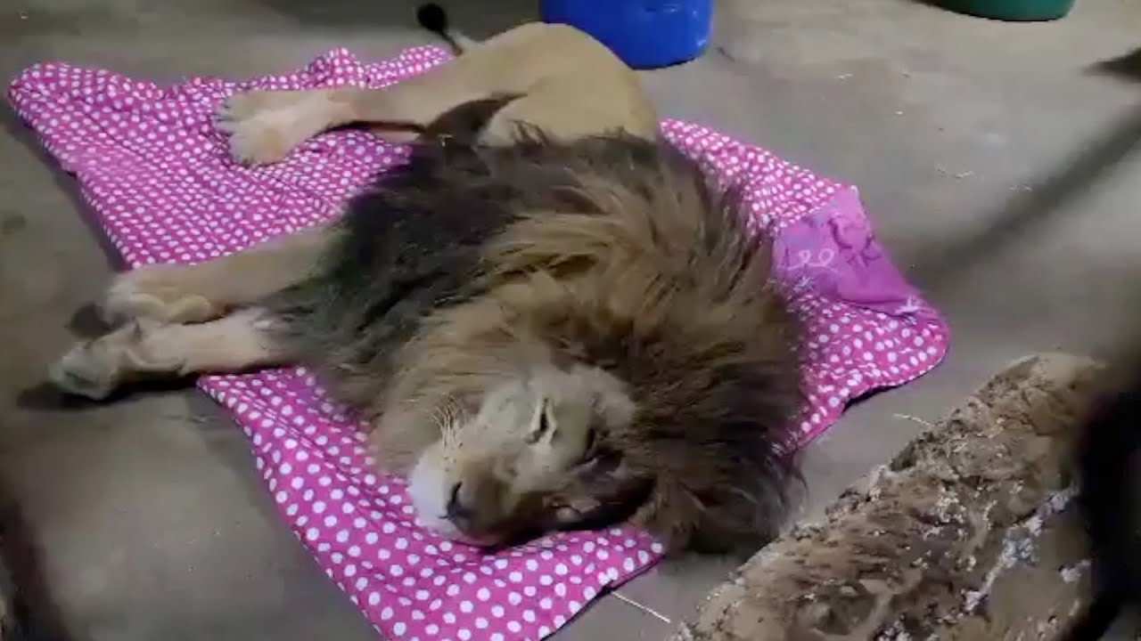 Rescue Lion Would Get Nervous During Storms