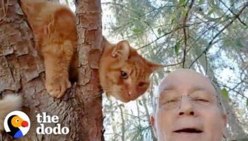 Retired Guy Rescues Over 700 Cats From Trees