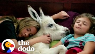 Sisters Have A Sleepover With… Their Tiny Baby Donkey?!