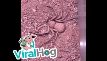 Six-Eyed Sand Spider Buries Herself