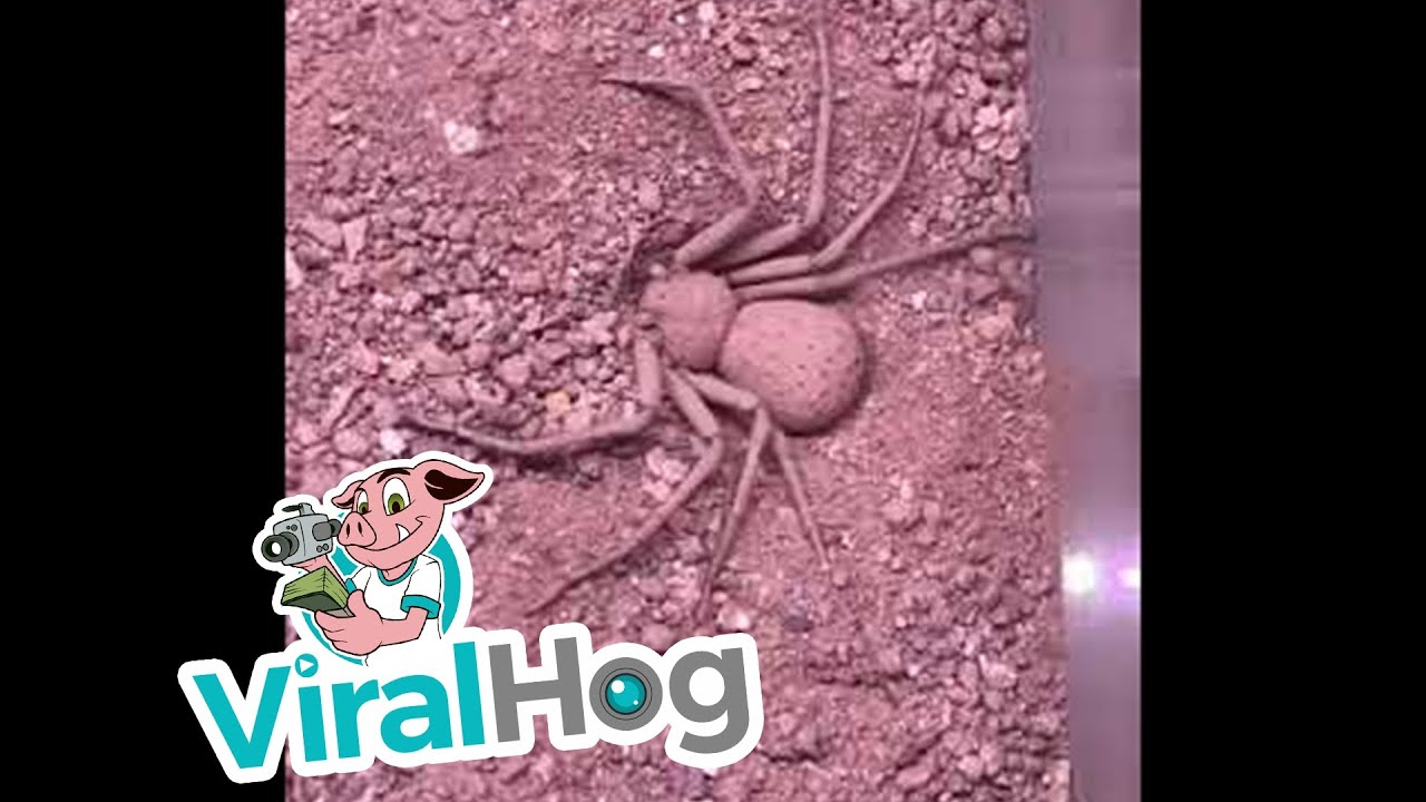 Six-Eyed Sand Spider Buries Herself