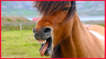 These Horse Videos Will Make You Love Them!