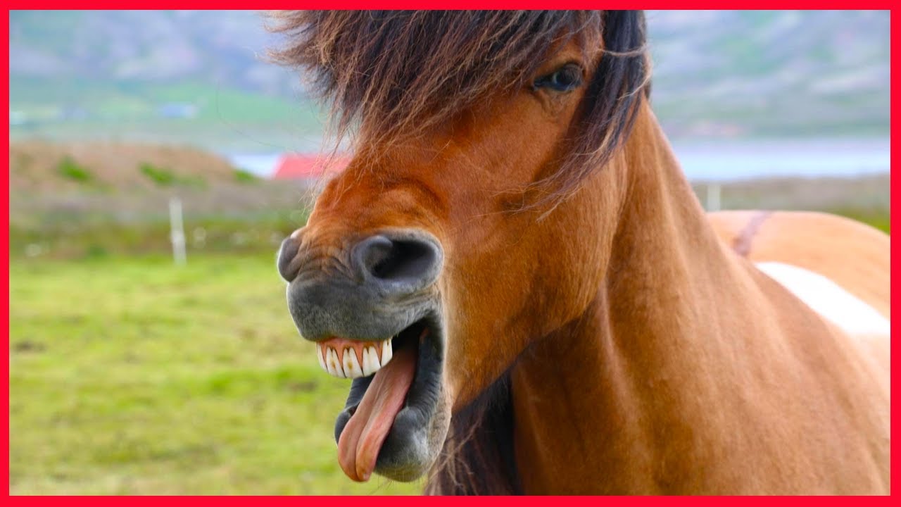 These Horse Videos Will Make You Love Them!