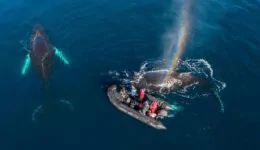 Unbelievable Whale Encounter!