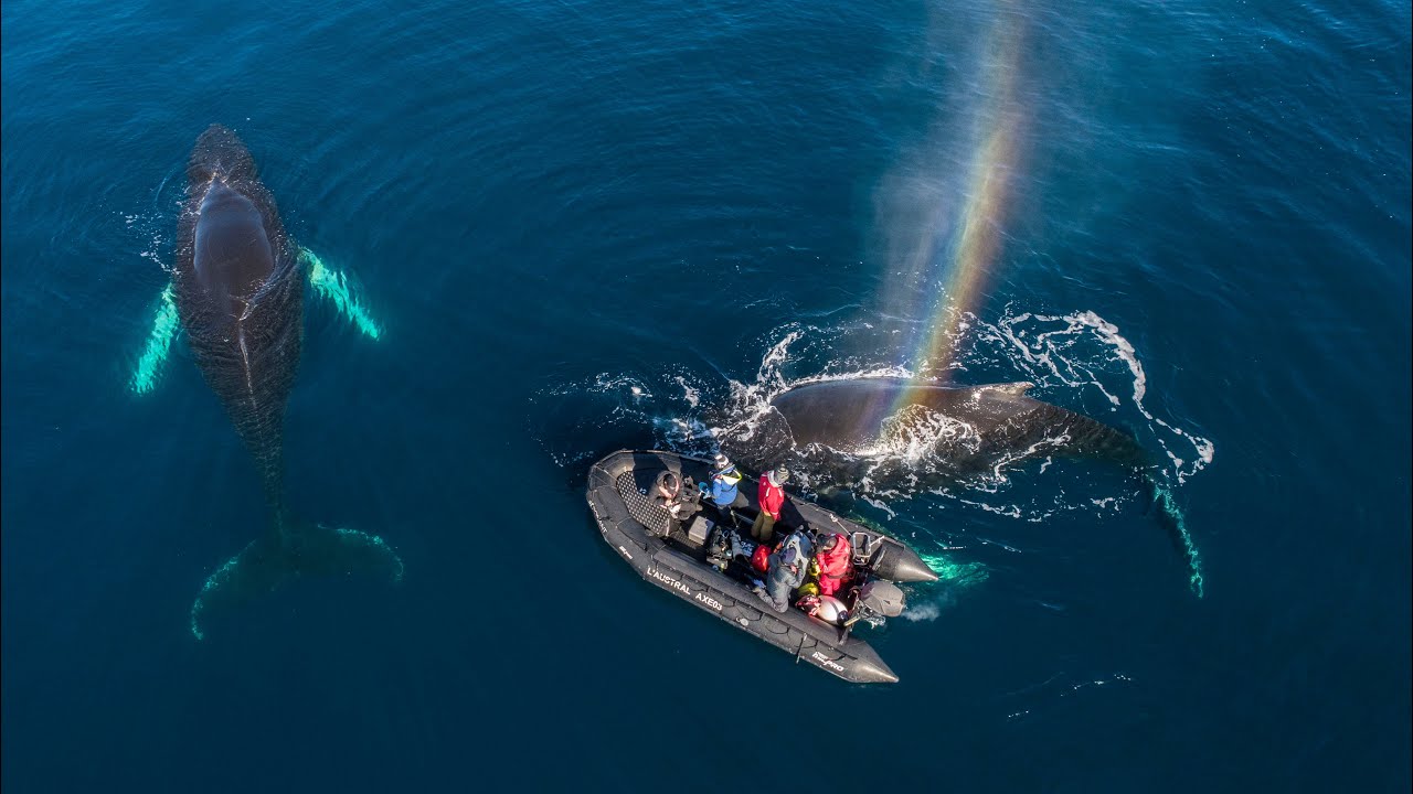 Unbelievable Whale Encounter!