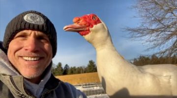 Watch How Duck Reacts to Kisses From Man Who Rescued Him