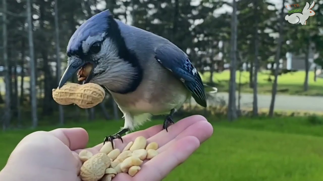 Woman Makes Friends With Wild Blue Jays