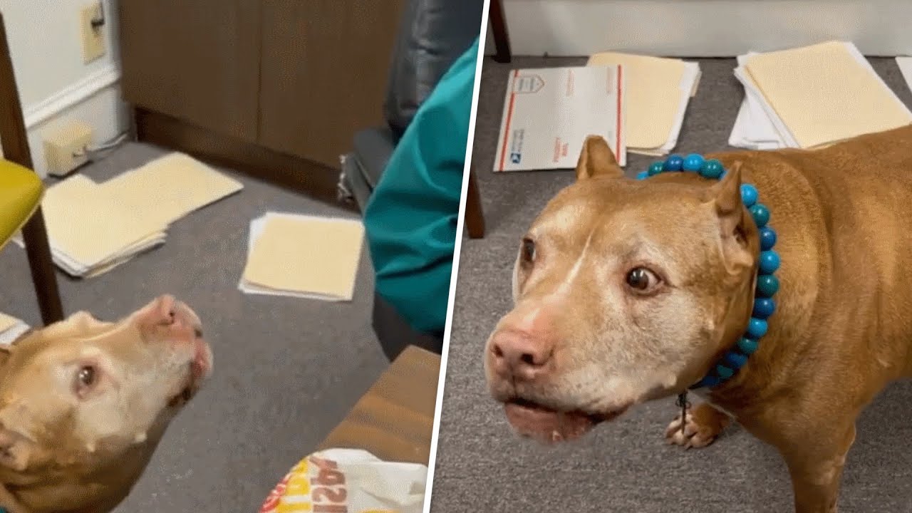 Woman Takes Rescue Dog to Work