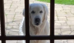 14-Year-Old Golden Retriever Brings Surprises to Neighbors Every Day