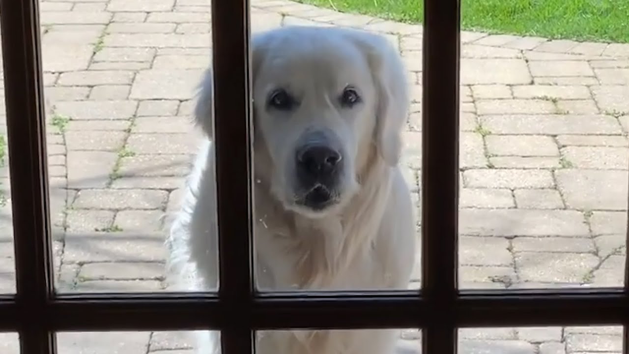 14-Year-Old Golden Retriever Brings Surprises to Neighbors Every Day