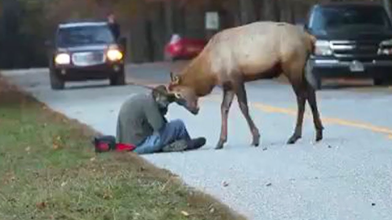 15 Animals Who Did Things And Melted Everyone’s Hearts