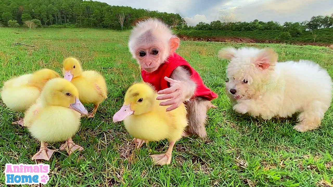 Baby Monkey Protects and Takes Care of Ducklings