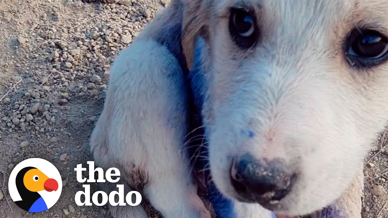 Couple Finds Tiny Puppy On A Mountain Covered In Blue “Paint”