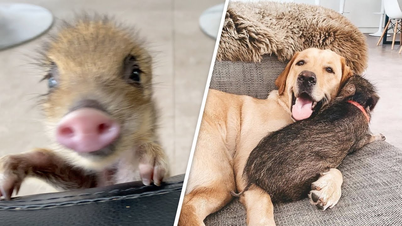 Dog Raises Wild Boar Separated From Mom