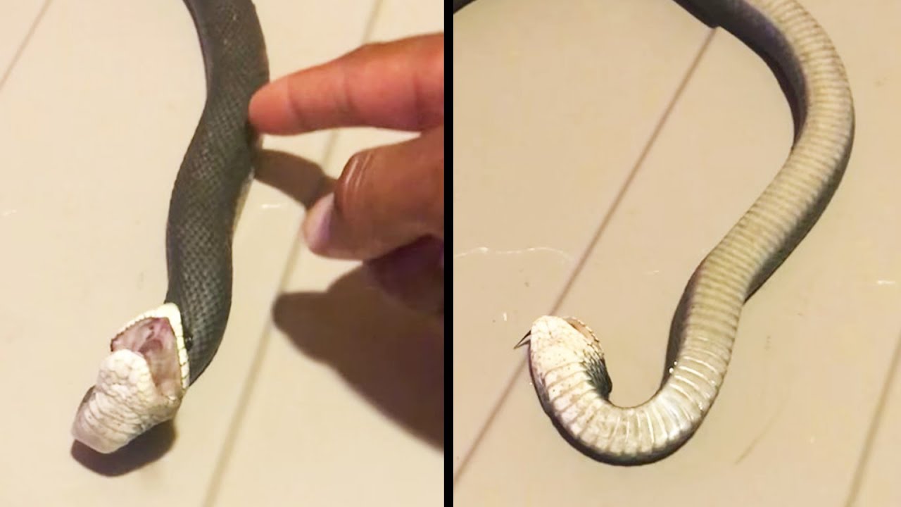 Dramatic Snake “Dies” After Being Touched