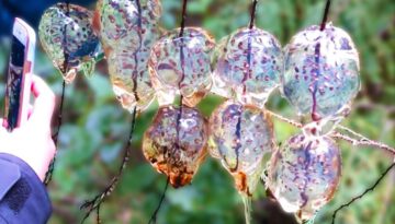 Finding Forbidden Tree Jelly