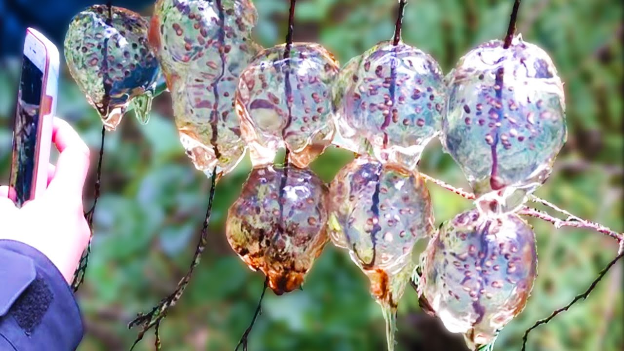 Finding Forbidden Tree Jelly