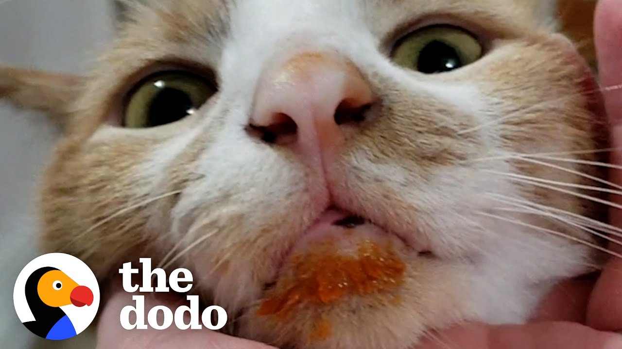 Food-Obsessed Cat Has Taught Himself To Open Containers With His Teeth