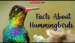 Hummingbird Facts And More About The Smallest Bird Species