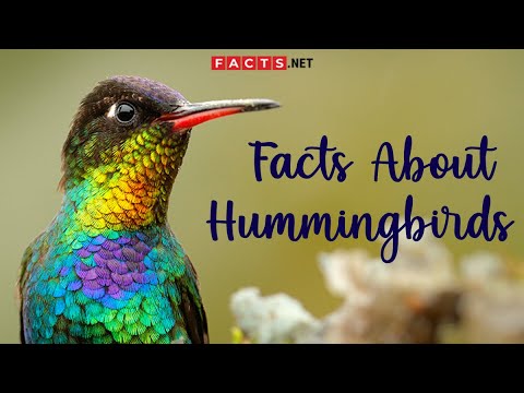 Hummingbird Facts And More About The Smallest Bird Species