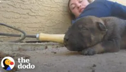 Mama Dog Shows Rescuers Where Her Babies Are Hiding