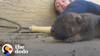 Mama Dog Shows Rescuers Where Her Babies Are Hiding