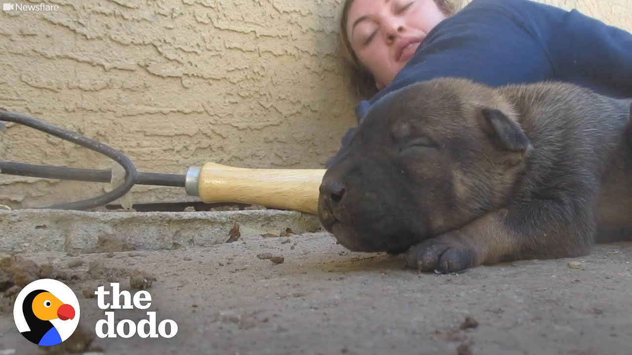 Mama Dog Shows Rescuers Where Her Babies Are Hiding