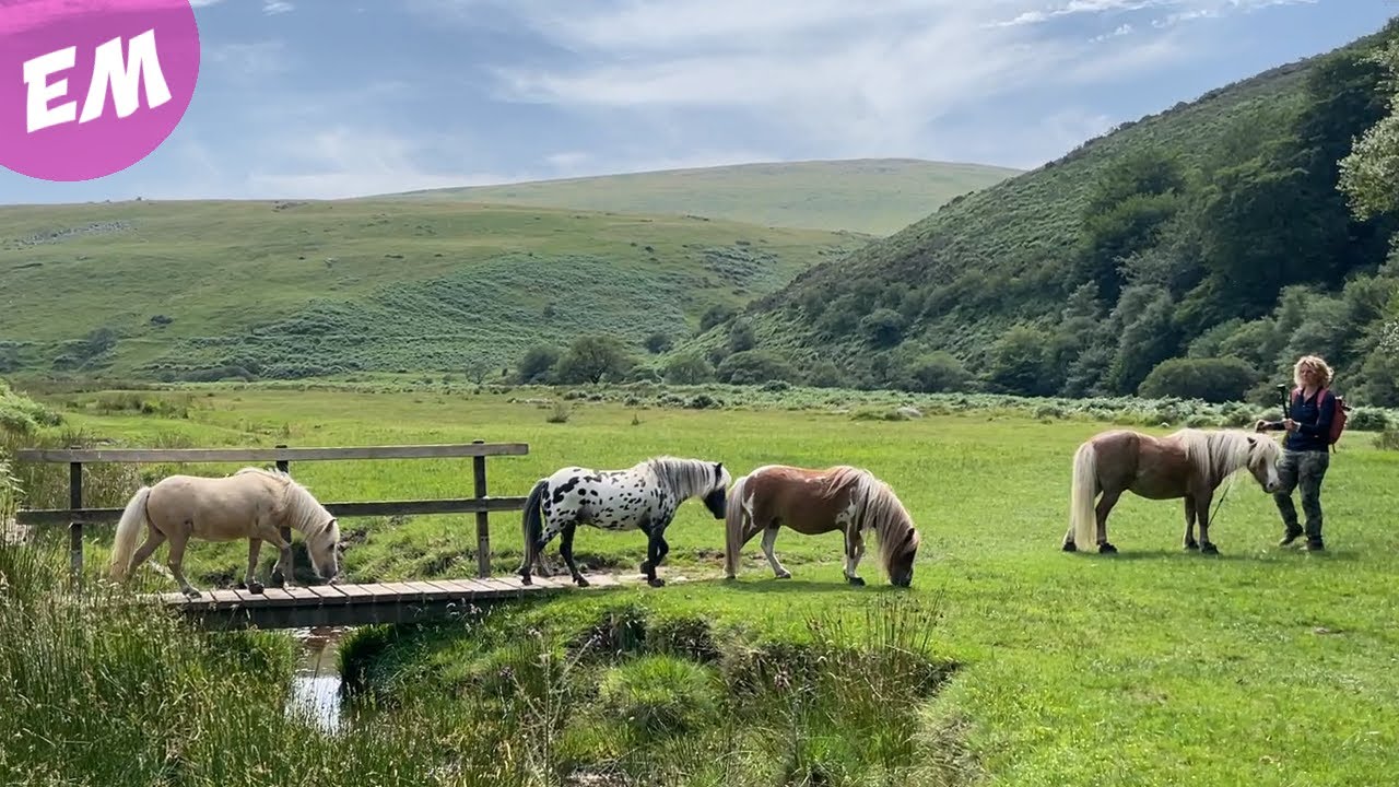 Mini Pony Liberty Trail and Wild Swim