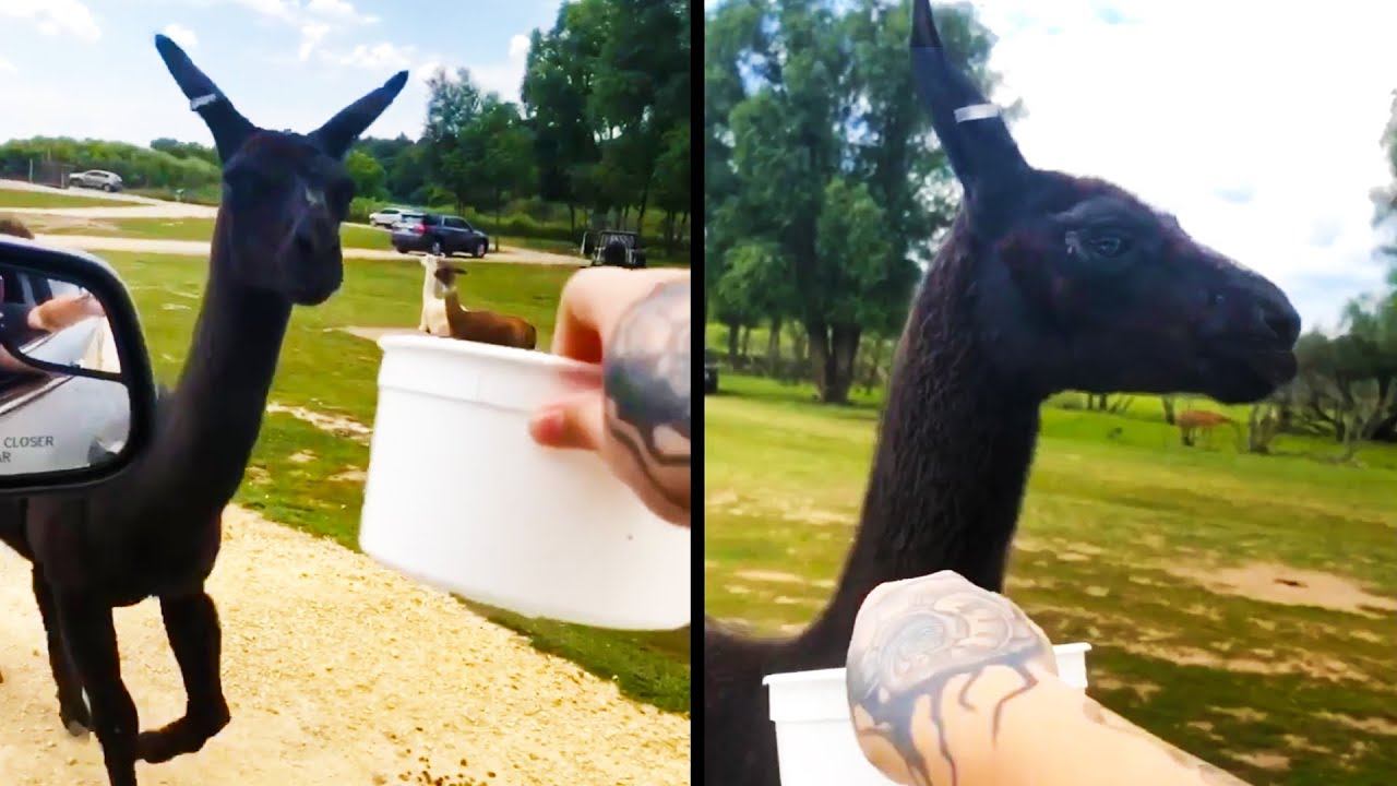 Offended Llama Refuses to Eat Food