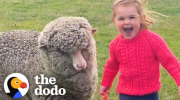 Orphaned Lamb Runs to His Favorite Toddler Like a Dalmatian