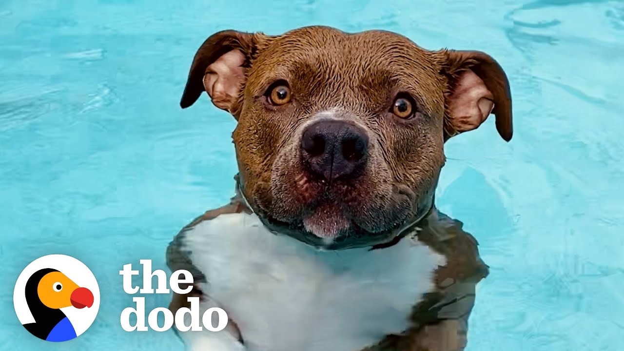 Pittie Must Be In The Pool At All Times Or Else She Gets So Sad