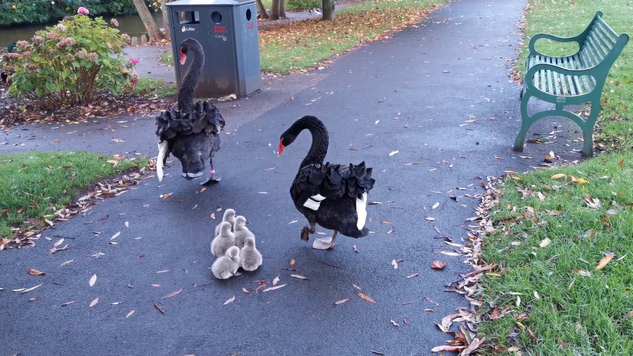 Super Cute Birds – Dawlish Black Swan Cygnets Entering the Water in Dawlish