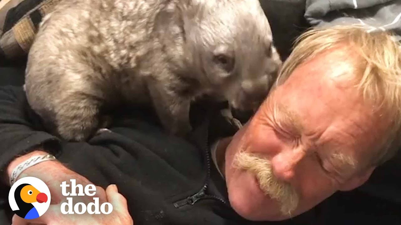 Sweet Tiny Wombat Turns His House Upside Down When He Becomes A Teenager