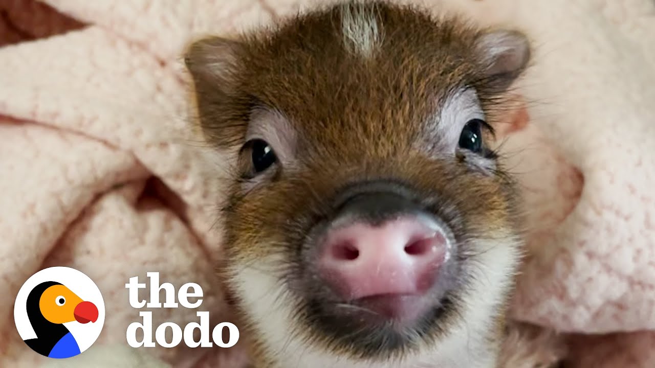 This Pig Makes The Funniest Noise When His Foster Stops Kissing Him