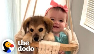 This Puppy And Baby Sister Are Perfectly In Sync With Everything They Do