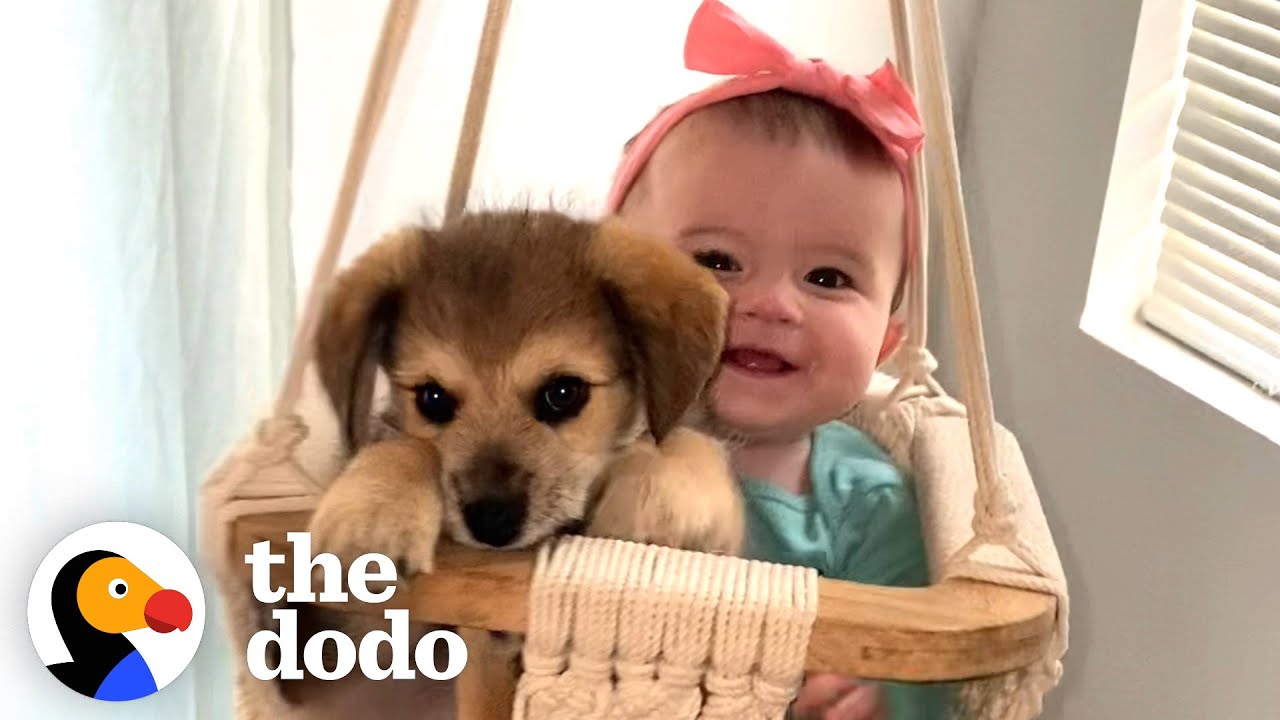 This Puppy And Baby Sister Are Perfectly In Sync With Everything They Do