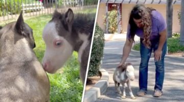 Tiny 17-Inch Rescue Horse Makes Dogs Look Like Giants