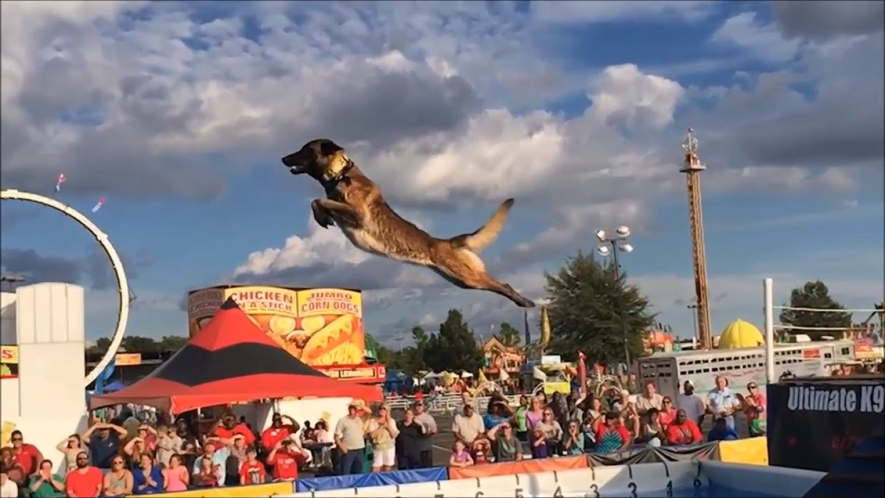 Amazing Athletic Belgian Malinois Dogs