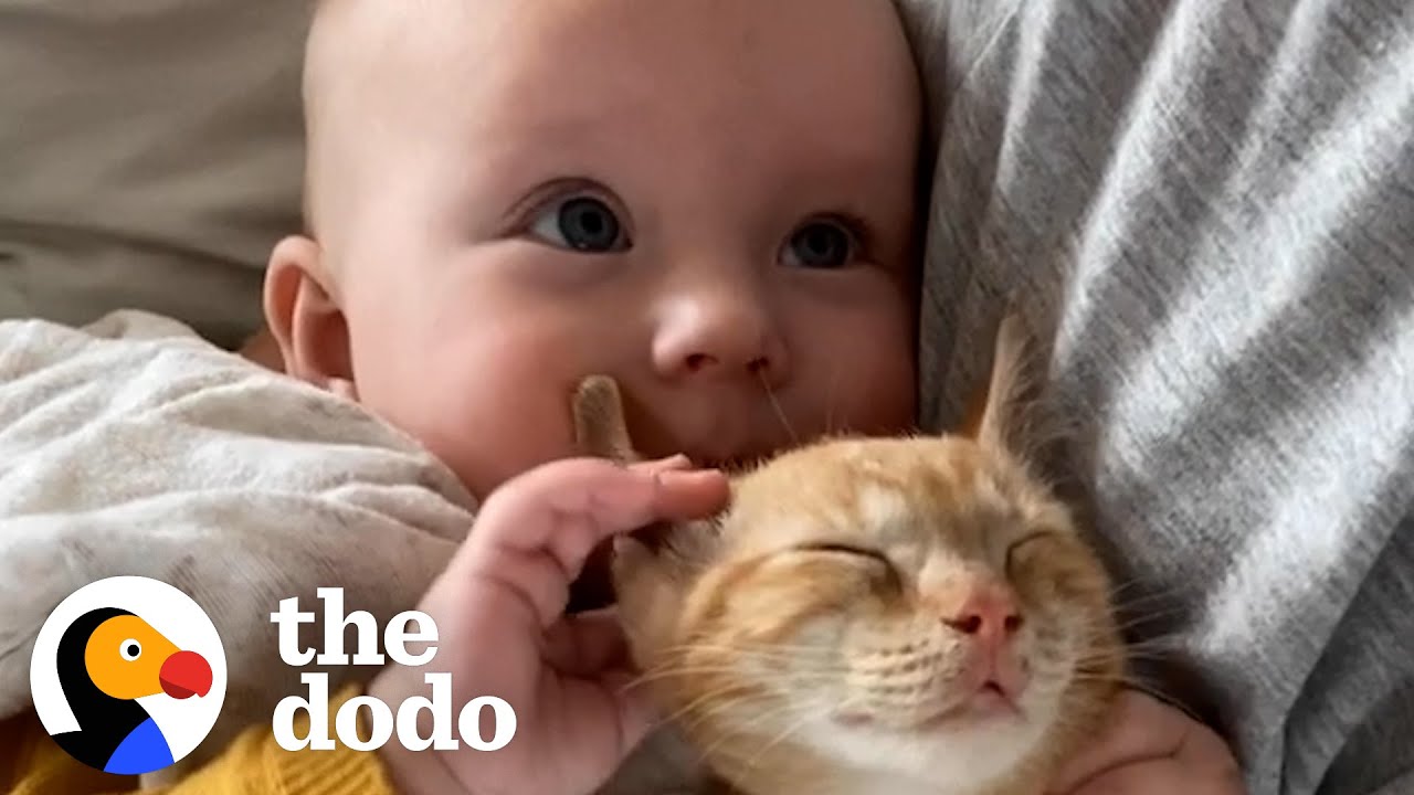 Baby Girl And Her Kitten Brother Are Completely Inseparable