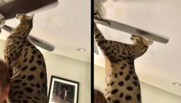 Cat Loves Getting Smacked by Ceiling Fan