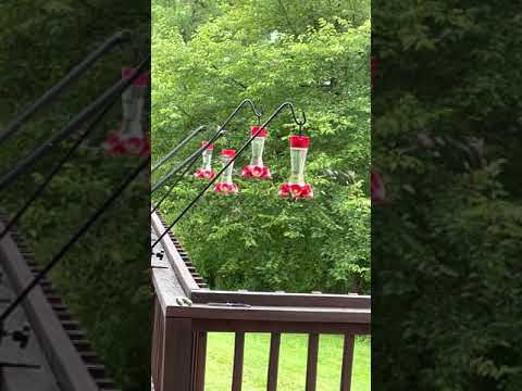 Crazy Amount of Humming Birds in My Mom’s Back Yard