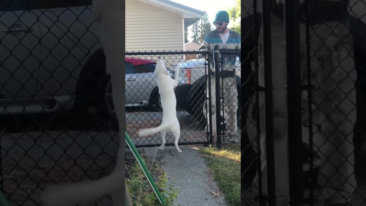 Deaf and Blind Dog Recognizes Dad Coming Home