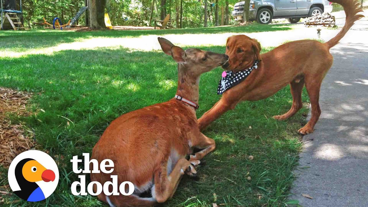 Deer Brings Her Babies To Meet Her Dog Best Friend Every Spring!